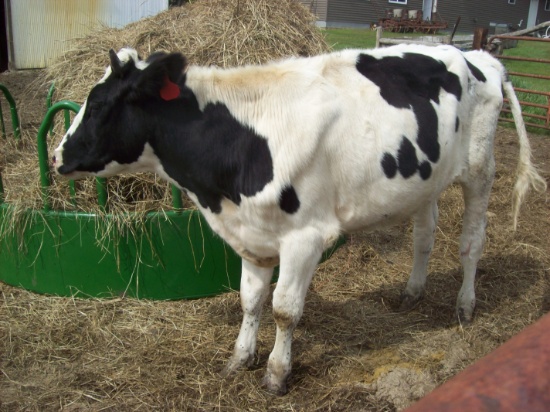 Holstein Steer, 600-700 Lbs., Dark Horn