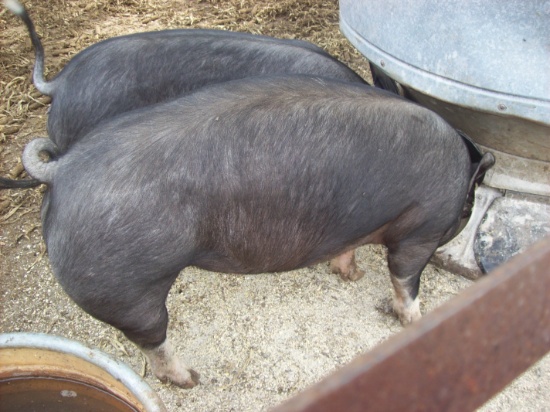 2 Large Feeder Pigs, Selling Pair To Go