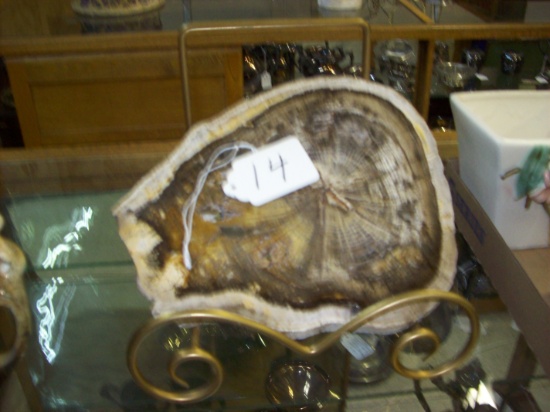 Petrified Oak Wood