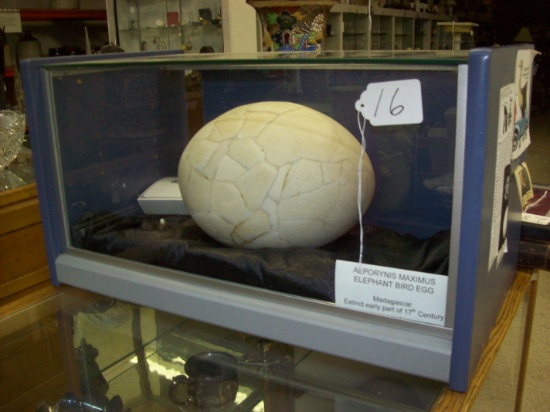 Elephant Bird Egg