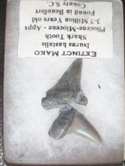 Extinct Shark Tooth - con 12