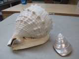 Sea Shells con 12