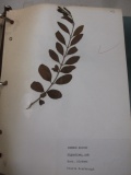 Binder of Laminated Leaves - con 317