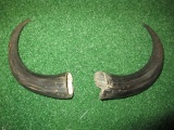 Two Horns -> Will not be Shipped! <- con 943