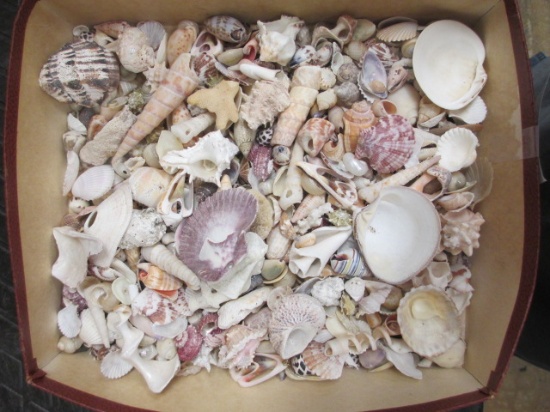 Lot of Imported Sea Shells con 617