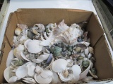 Lots of Shells - Will not be shipped - con 317
