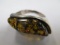 Sterling Silver and Amber Ring - Size 5.75 - con 447
