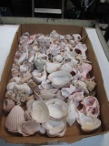 Assorted Seashells - con 617