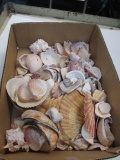 Clam Shells - con 617