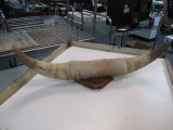 Bull Horns - Will not be shipped - con 317