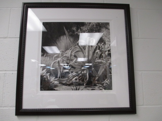 Large Framed B/W Photo and Pencil - Signed - Will not be shipped - con 672