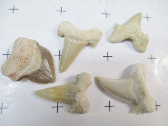 5 Mako Shark's Teeth - Fossils from Tahachapu - 20 Million years Old - con 583