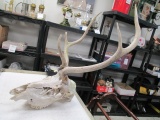Elk Skull with Antlers - con 687
