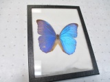 Butterfly from South America - Will not be shipped -  con 583