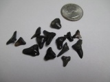 Fossil Sharks Teeth - con 754