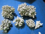 Coral - Will NOT Ship - con 852