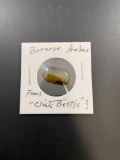 Burmese Amber with Click Beatle - cco 992
