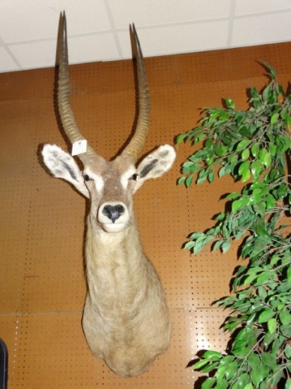 Mount Common Waterbuck, Record book specimen from Northern Transvaal of Sou