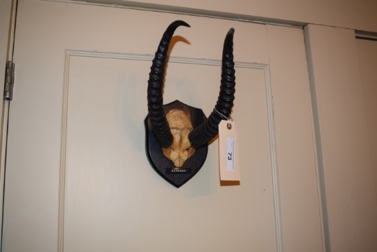 Gerenuk horns