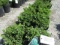 (10) Boxwood Green Velvet