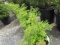 (15) Sambucus Lemony Lace