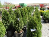 (20) Arborvitae Emerald Green