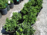 (10) Boxwood Green Velvet