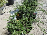 (9) Cotton Easter Apiculata