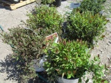 (4) Spirea Double Play Red
