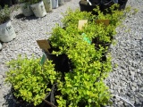 (3) Spirea Gold Mound