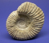 Large Fossil Ammonite (CNZ)