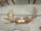 MOUNTED ANTLERS