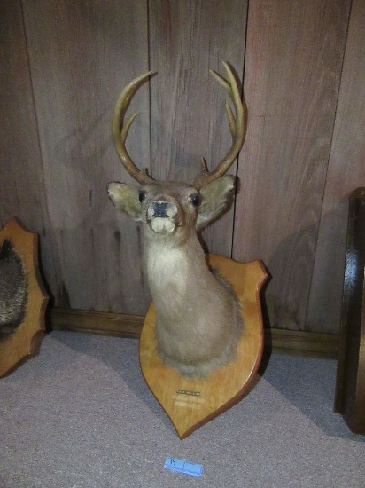 MOUNTED DEER HEAD