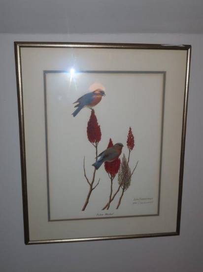 Eastern Bluebird print by William Zimmerman