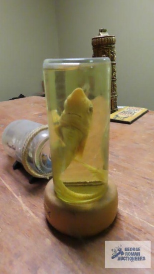Shark display and ship in a bottle Virginia Beach souvenir