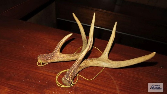 Pair of antlers