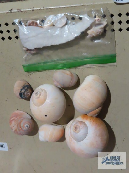 lot of seashells