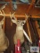 Eight point buck head
