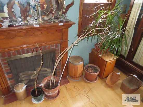 Two live plants. One in a clay planter.