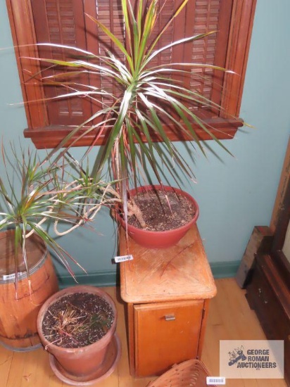 Live plant and planters