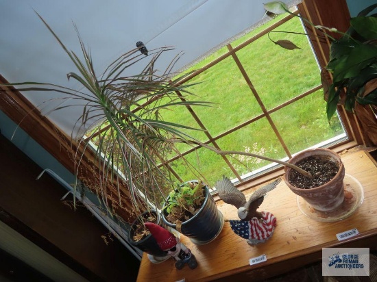 Live plant, broken planter.
