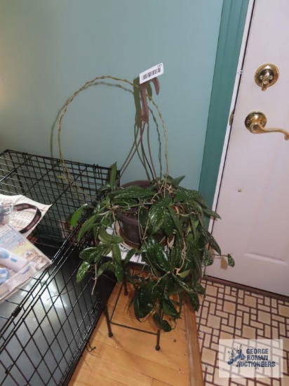 Live plants with metal plant stand