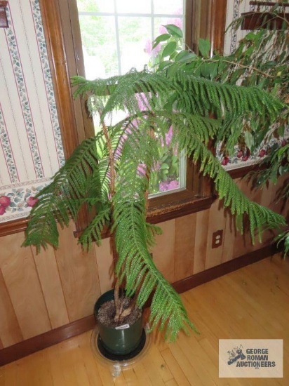 Live plant