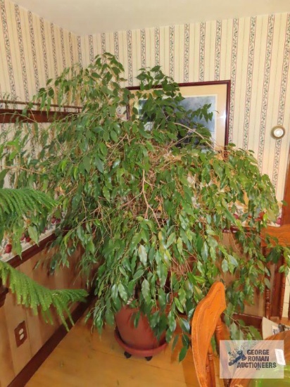 Large live ficus