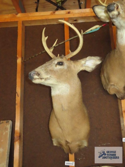Eight point buck head