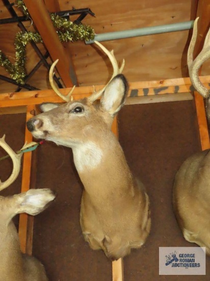 Eight point buck head