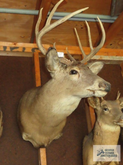 Eight point buck head