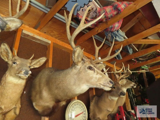 10 point buck head
