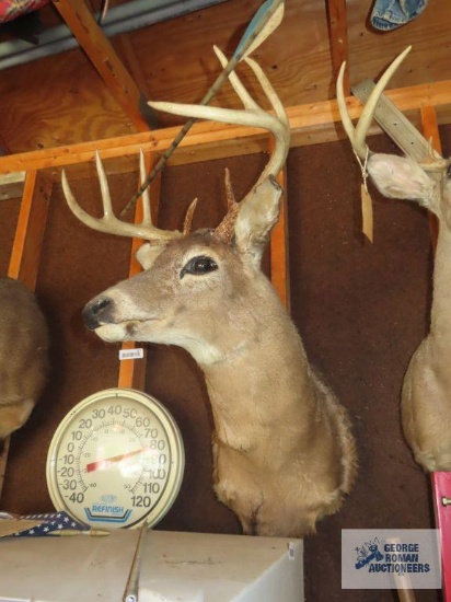 Eight point buck head