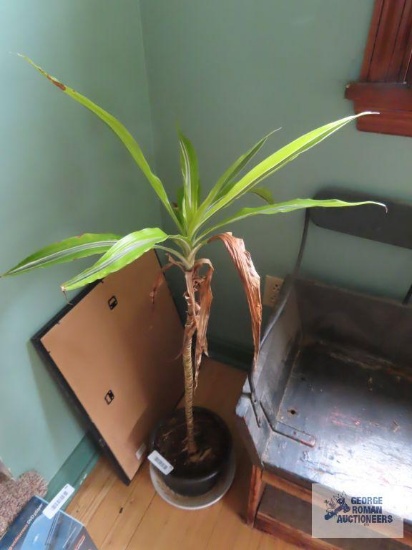Live plant